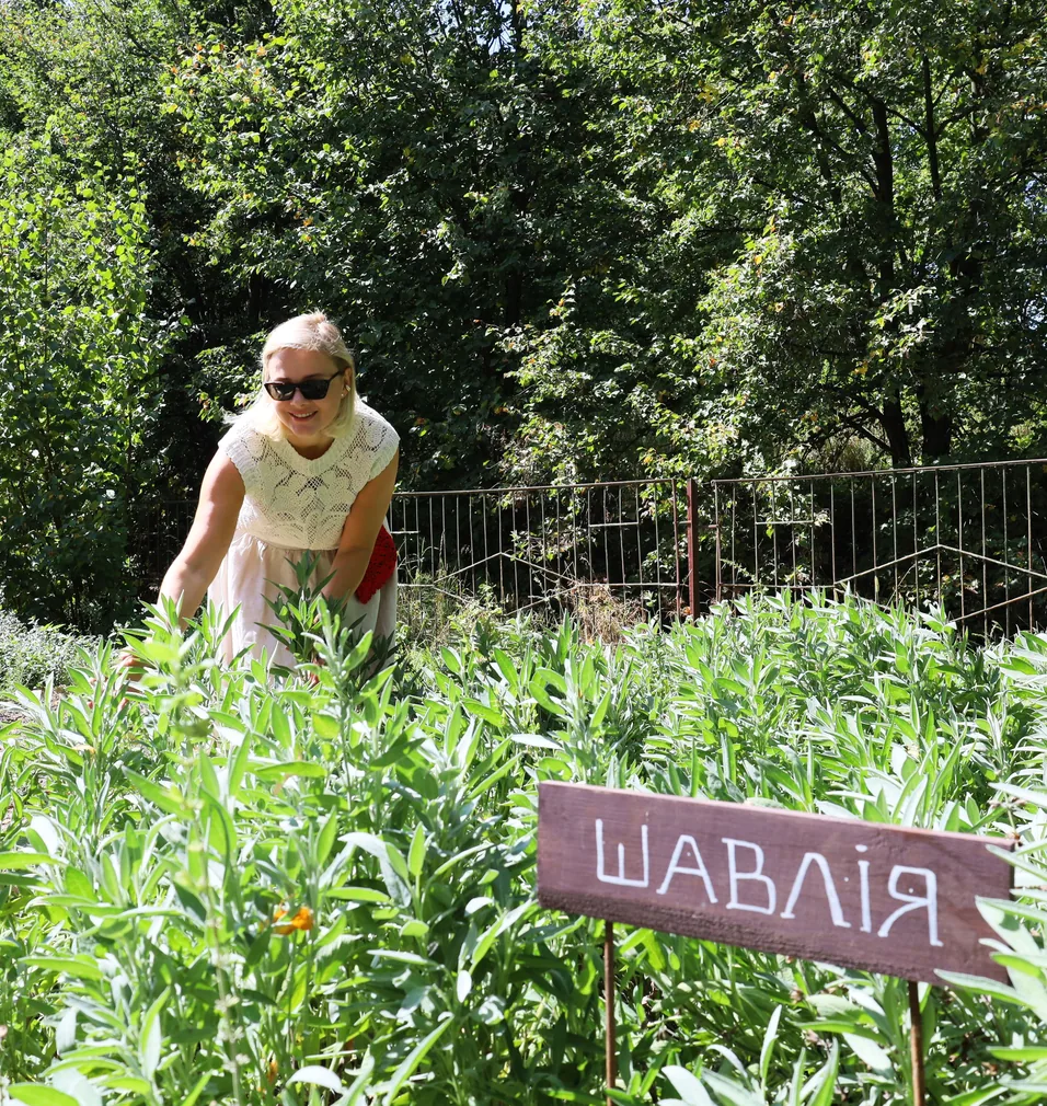 Поле шавлії
